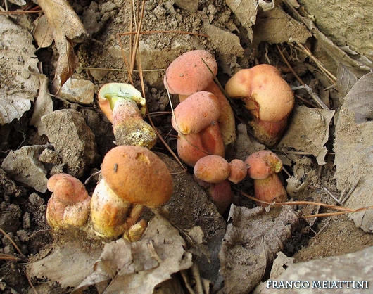 Xerocomus persicolor o armeniacus?